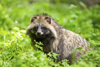 Common raccoon dog (Nyctereutes procyonoides) sitting in the grass, Bavaria, Germany