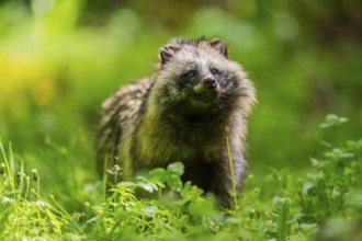 Common raccoon dog (Nyctereutes procyonoides) standing in the grass, Bavaria, Germany
