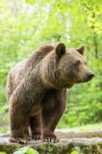 Brown bear (Ursus arctos) standing on a rock, Bavaria, Germany