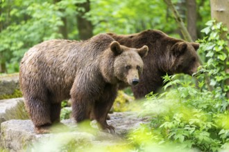 Brown bear (Ursus arctos) standing on a rock, Bavaria, Germany