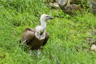 Eurasian griffon vulture (Gyps fulvus) on a meadow, Bavaria, Germany