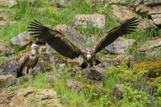 Eurasian griffon vulture (Gyps fulvus) landing on a rock, Bavaria, Germany