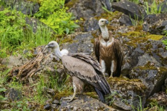 Eurasian griffon vulture (Gyps fulvus) on a rock, Bavaria, Germany