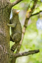 European wildcat (Felis silvestris) on a tree, Bavaria, Germany