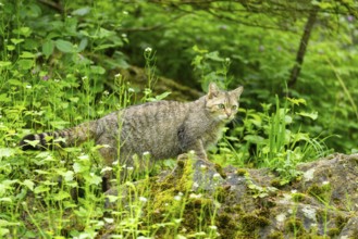 European wildcat (Felis silvestris) on a rock, Bavaria, Germany