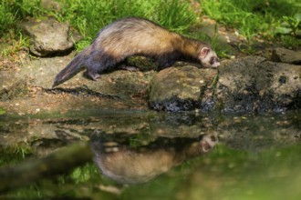 Ferret (Mustela putorius furo) on the edge of a little lake, Bavaria, Germany
