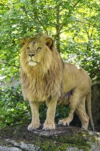 Southern African lion (Panthera leo melanochaita) male, standing on a rock, captive, Zoo Augsburg,