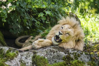 Southern African lion (Panthera leo melanochaita) male, lying on a rock, captive, Zoo Augsburg,
