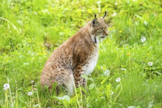 Eurasian lynx (Lynx lynx) sitting in the grass, Bavaria, Germany