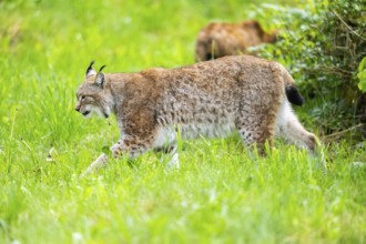 Eurasian lynx (Lynx lynx) walking in the grass, Bavaria, Germany
