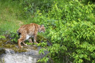 Eurasian lynx (Lynx lynx) standing on arock, Bavaria, Germany