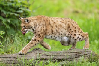 Eurasian lynx (Lynx lynx) jumping over a tree trunk in the grass, Bavaria, Germany
