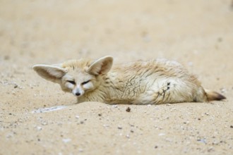 Fennec fox (Vulpes zerda) lying in the sand, captive, Zoo Augsburg, Bavaria, Germany