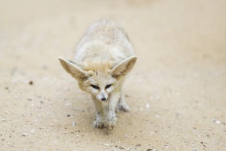 Fennec fox (Vulpes zerda) walking in the sand, captive, Zoo Augsburg, Bavaria, Germany