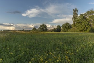 A serene meadow captures the beauty of nature in the early evening. Bright green grass and