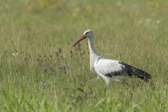 A stork strides gracefully through a vibrant green meadow, searching for food among the wildflowers