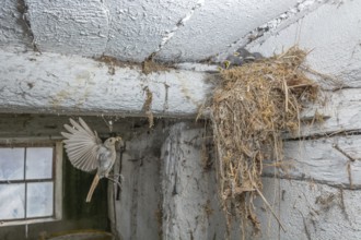 Black redshank (Phoenicurus ochruros) in flight to feed its chicks in the nest in an old barn. Bas