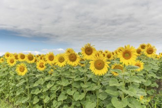 A bright field of sunflowers stretches to the horizon, their yellow petals glowing in the soft