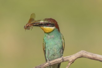 European bee-eater (Merops apiaster) with a flock in its beak on a branch in spring. Jechtingen,