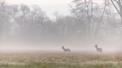 At early dawn, two deer can be seen moving gracefully across a wide open field surrounded by