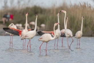 A flamingo opens its wings and highlights its magnificent plumage. The scene captures the essence