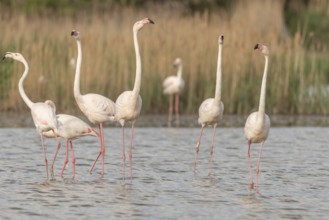 A group of flamingos in full courtship display in a wetland habitat on a clear day. The scene