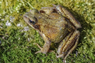Grass Frog (Rana temporaria) sitting on a moss rockThe frog is brown and has a greenish tint. Lower