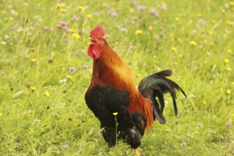 Domestic rooster crowing in colourful flower meadow, free-range, organic farming, Lower Austria,