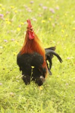 Domestic rooster crowing in colourful flower meadow, free-range, organic farming, Lower Austria,