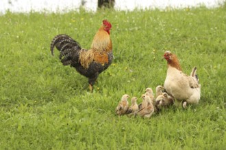 Domestic chicken, rooster and a few days old youngsters looking for food in a meadow, free-range,