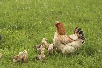 Domestic chicken with a few days old young ones looking for food in a meadow, free-range, organic