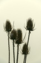 Five spiky plants stand tall against a soft, muted background, showcasing their unique shapes after