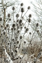 Delicate thistle plants covered in frost stand tall against a muted winter backdrop. Bare trees