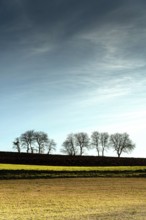 Tall trees stand silhouetted against a blue and gray sky, creating a striking sight in a peaceful