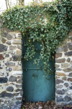 A rustic stone wall covered with lush green ivy features a weathered turquoise door. The tranquil
