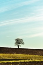 A solitary tree stands atop a gently rolling hill, silhouetted against a vibrant sky filled with