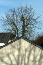 A tall tree with sparse branches stands behind a house, casting intricate shadows on its sloped