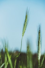 Tall wheat stalks rise against a clear blue sky, gently swaying in the warm summer breeze. Sunlight