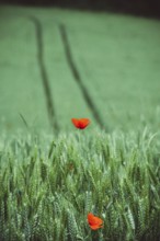 Bright red poppies contrast with lush green wheat fields, creating a stunning landscape. Tractor