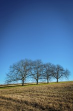 Three bare trees are positioned on a gently sloping hillside, surrounded by dry grass, Puy de Dome,