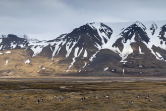 White-fronted Goose (Branta leucopsis), Geese (Anseriformes), group resting off Schneeberg,
