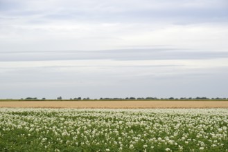 Field with potato plants (Solanum tuberosum) at flowering time, North Rhine-Westphalia, Germany