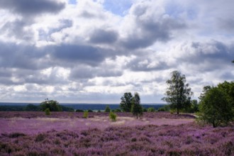 Heath on Wietzer Berg, broom heather blossom, Südheide, Lüneburg Heath, near Faßberg, Lower Saxony,