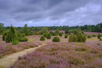 Ellerndorfer Heide, broom heather blossom, Südheide, Lüneburg Heath, near Eimke, Lower Saxony,