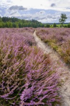 Ellerndorfer Heide, broom heather blossom, Südheide, Lüneburg Heath, near Eimke, Lower Saxony,