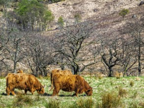 Highland Cattle, Scottish breed of rustic cattle, Highland, Scotland, UK