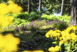 Heather on Brownsea Island, Poole, Dorset, England, United Kingdom