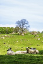 Sheep and farm in Lake District National Park, Coniston Water, Cumbria, England, United Kingdom