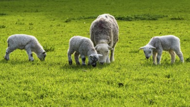 Sheep and farm in Lake District National Park, Coniston Water, Cumbria, England, United Kingdom