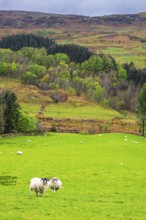 Sheeps on farms in West Highlands Farms, Scotland, UK